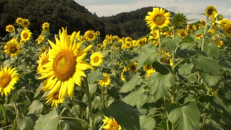 夏に枯れる向日葵