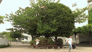 夏に枯れる向日葵③