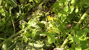 夏に枯れる向日葵⑥