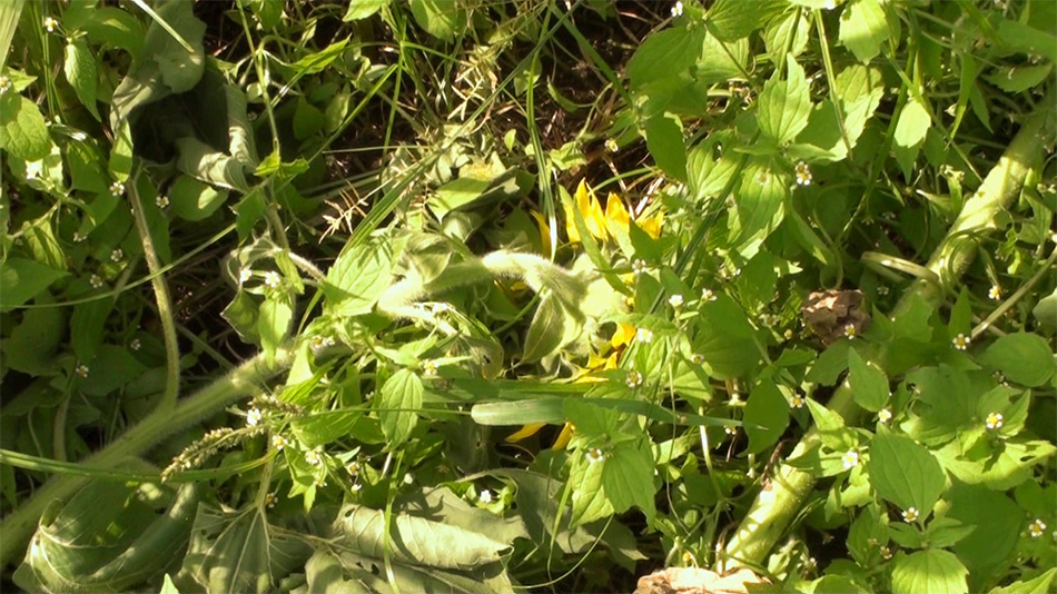 夏に枯れる向日葵⑥